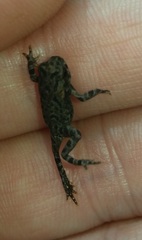 Rhinella ornata