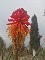 Kniphofia linearifolia