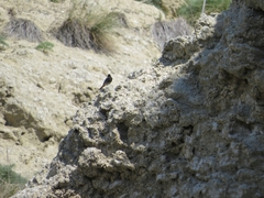 Phoenicurus ochruros