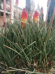 Kniphofia linearifolia