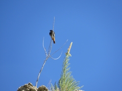 Phoenicurus ochruros
