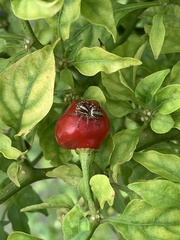 Leptofreya