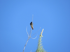 Phoenicurus ochruros