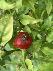 Leptofreya