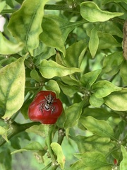 Leptofreya