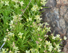 Galium andrewsii