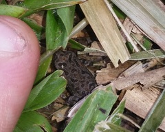 Rhinella ornata