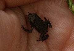 Rhinella ornata