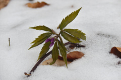 Cardamine glanduligera
