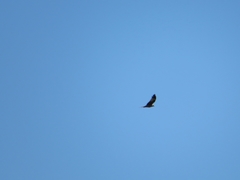Milvus milvus