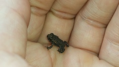 Rhinella ornata