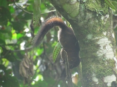 Sciurus pucheranii