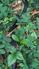 Oxyrhopus melanogenys