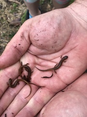 Eurycea chamberlaini