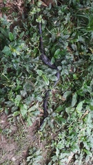 Oxyrhopus melanogenys