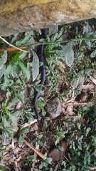 Oxyrhopus melanogenys