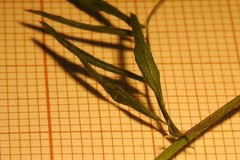 Vicia parviflora