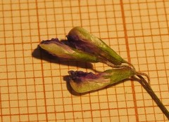 Vicia parviflora