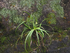 Carex breviculmis