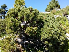 Pinus culminicola