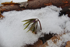 Cardamine glanduligera