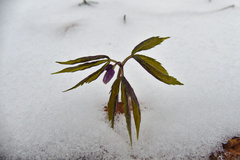 Cardamine glanduligera