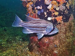 Dhufish photo 3
