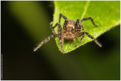 Asthenoctenus borellii