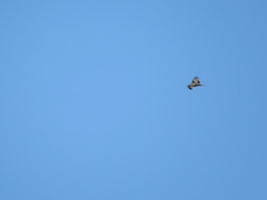 Milvus milvus