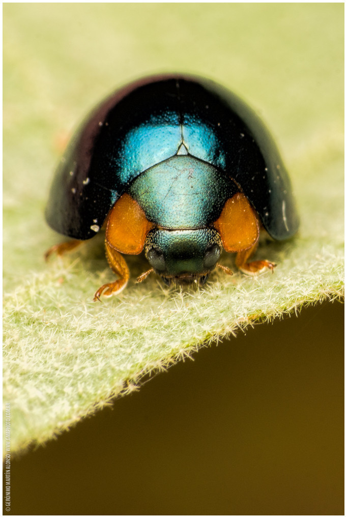 Metallic Blue Lady Beetle