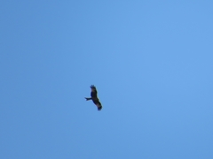 Milvus milvus