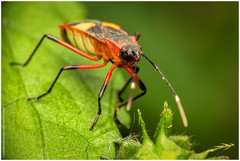 Dysdercus albofasciatus