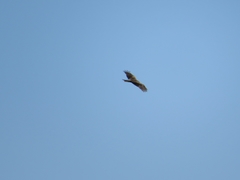 Milvus milvus