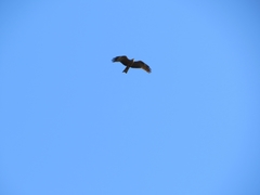 Milvus milvus
