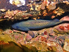 Acanthistius serratus