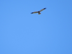 Circus aeruginosus