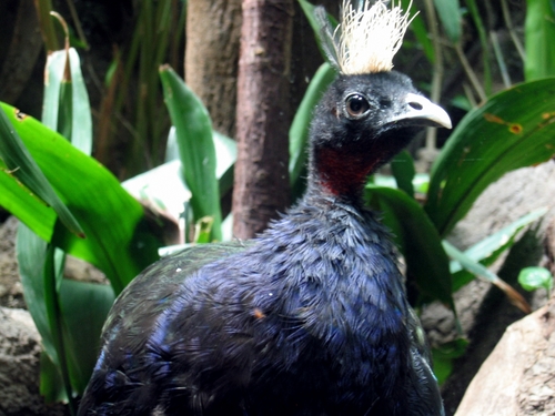 Congo Peafowl