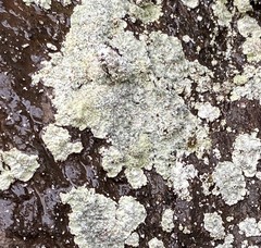 Lepraria normandinoides