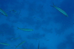 Caesio striata