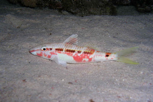 Red Sea Goatfish