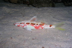 Red Sea Goatfish photo 5