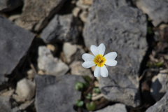 Leavenworthia