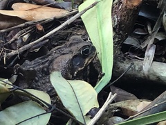 Rhinella marina