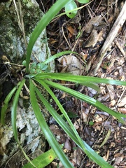Pitcairnia angustifolia