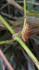 Insecta