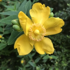 Hypericum calycinum