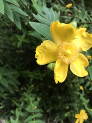 Hypericum calycinum