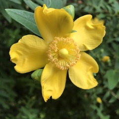 Hypericum calycinum