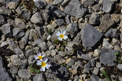 Leavenworthia