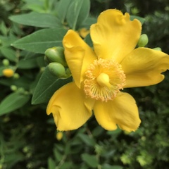 Hypericum calycinum